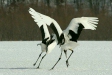 Red-crowned Crane, Hokkaido, Japan